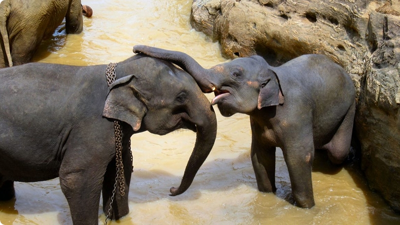 Lao Elephant Festival 2020